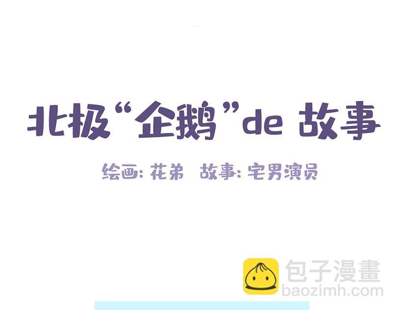 北极“企鹅”的故事