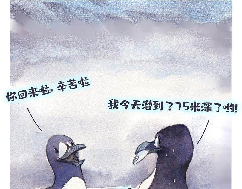 北极“企鹅”的故事