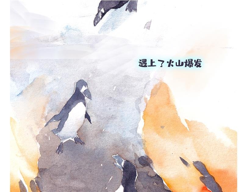 北极“企鹅”的故事