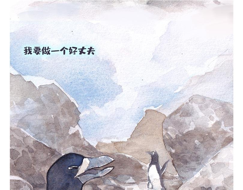 北极“企鹅”的故事