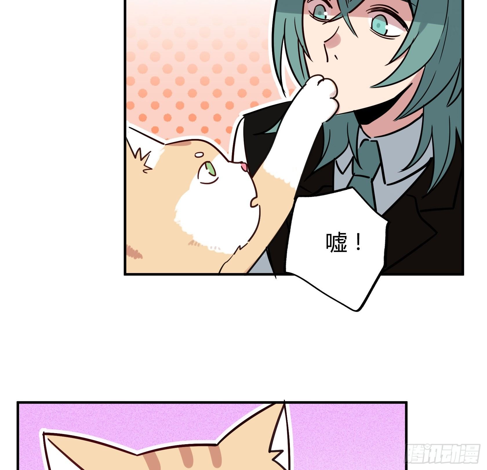 猫猫的报恩