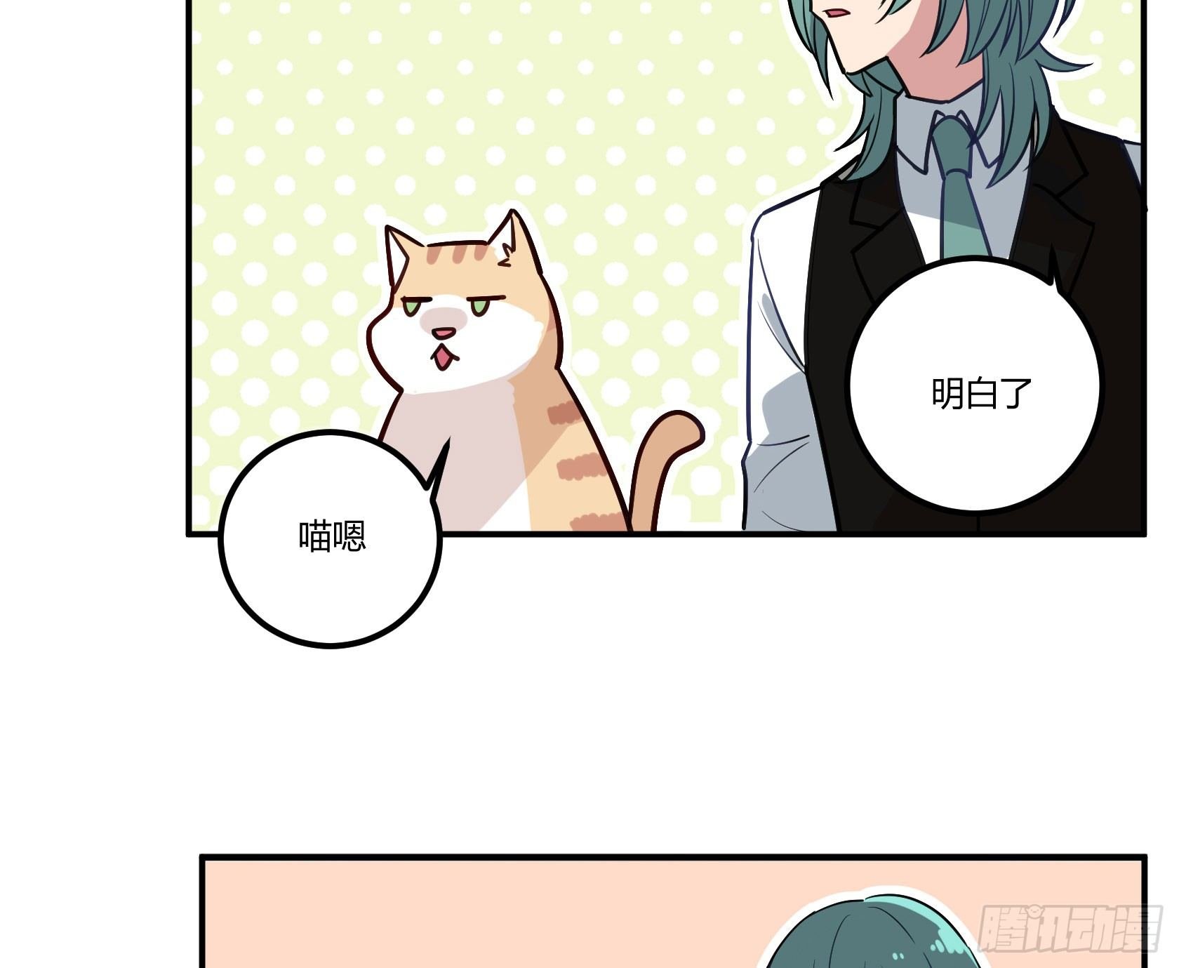 猫猫的报恩