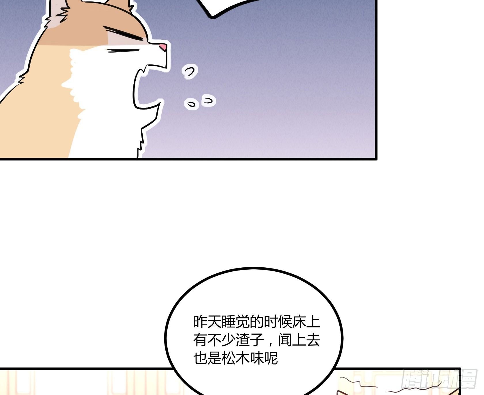 猫猫的报恩