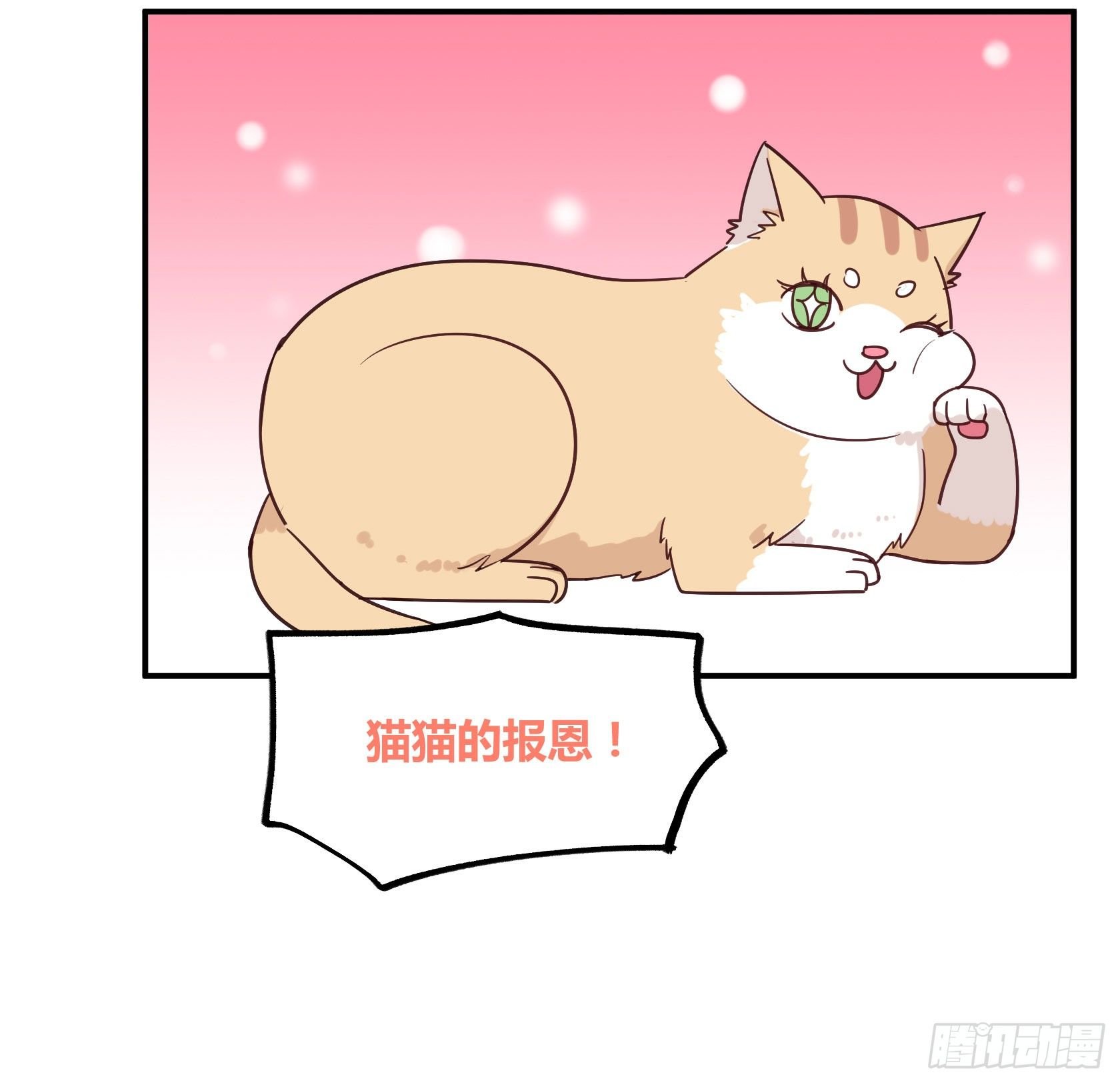 猫猫的报恩