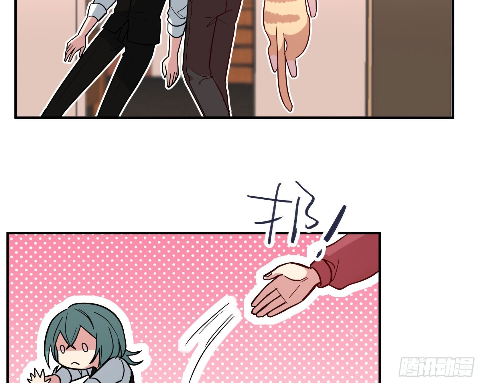 猫猫的报恩