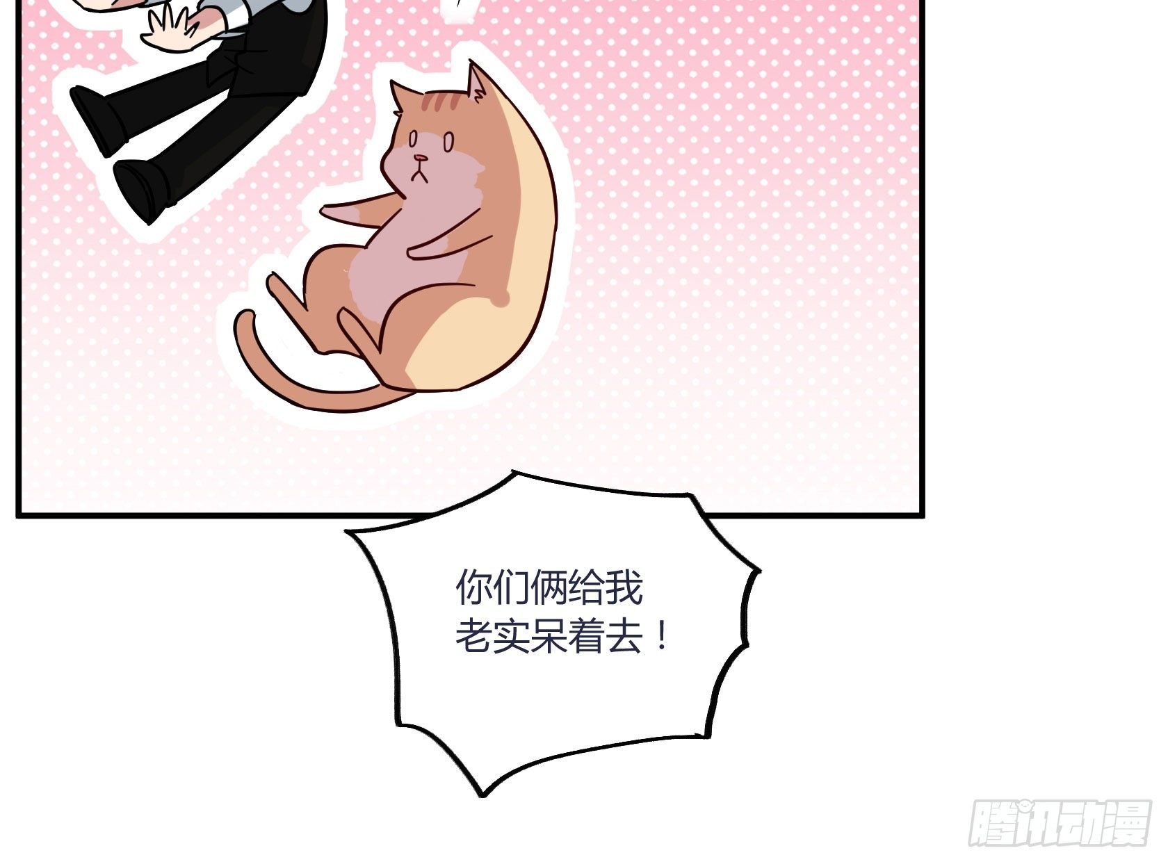 猫猫的报恩