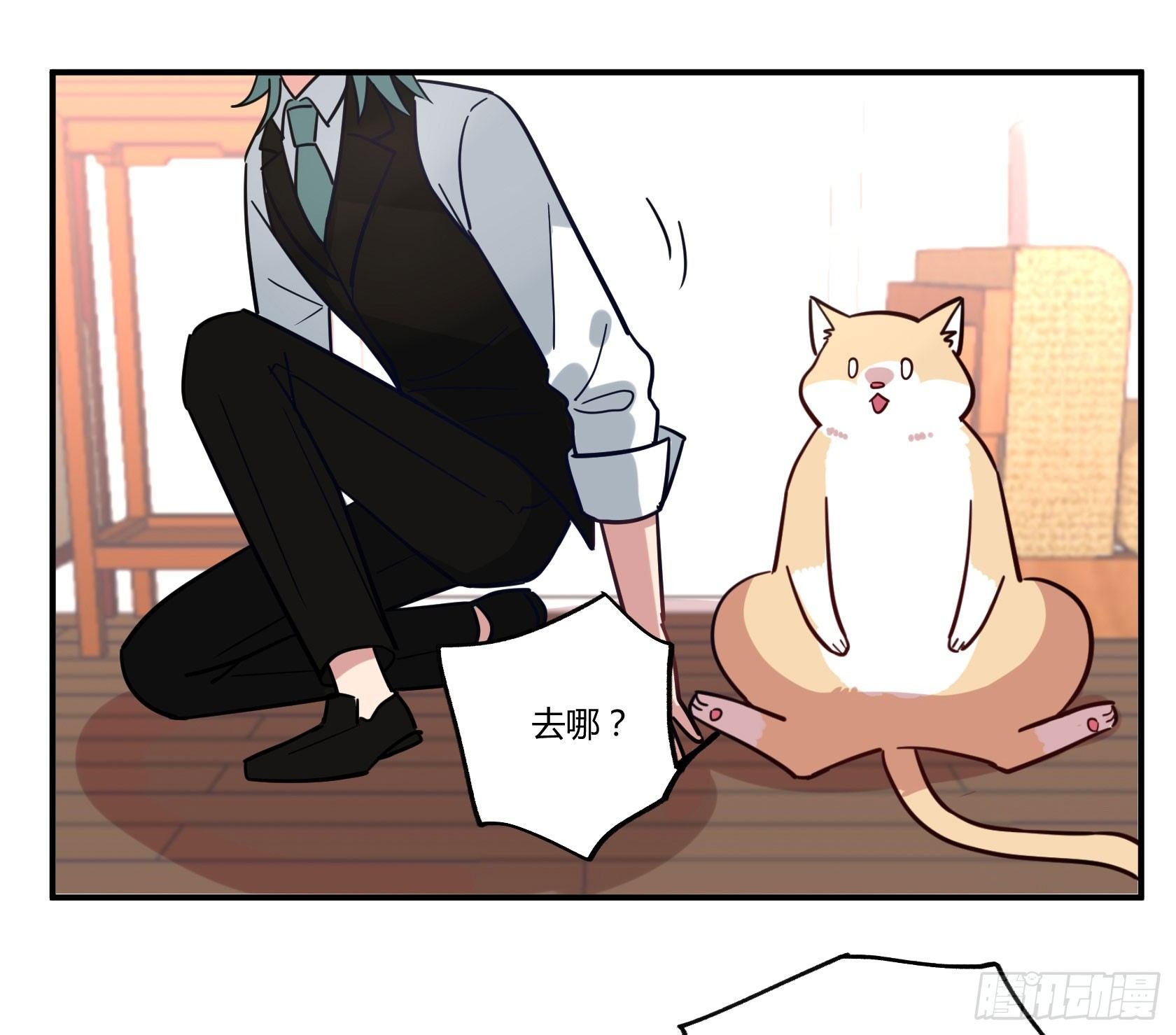 猫猫的报恩