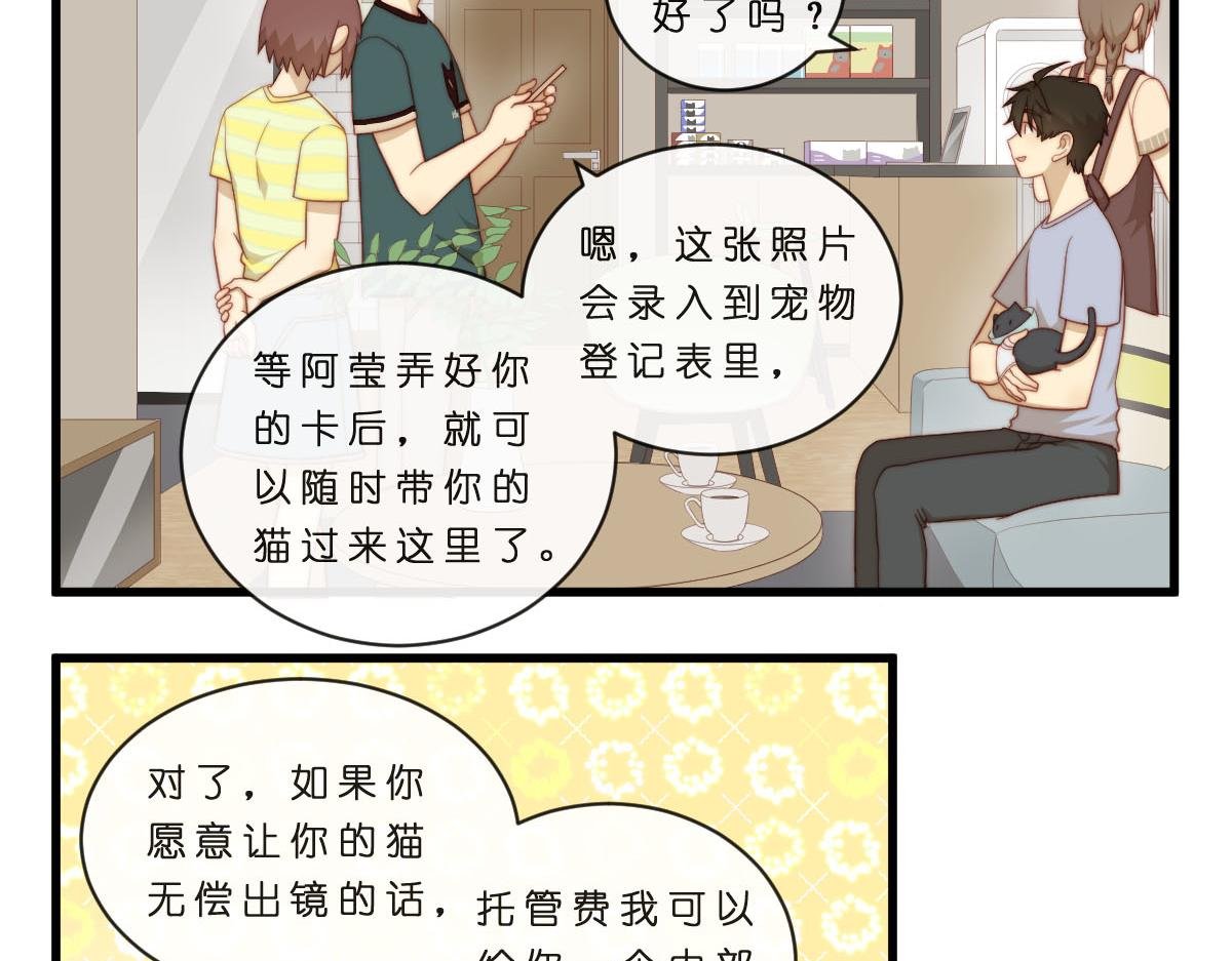 35.猫明星