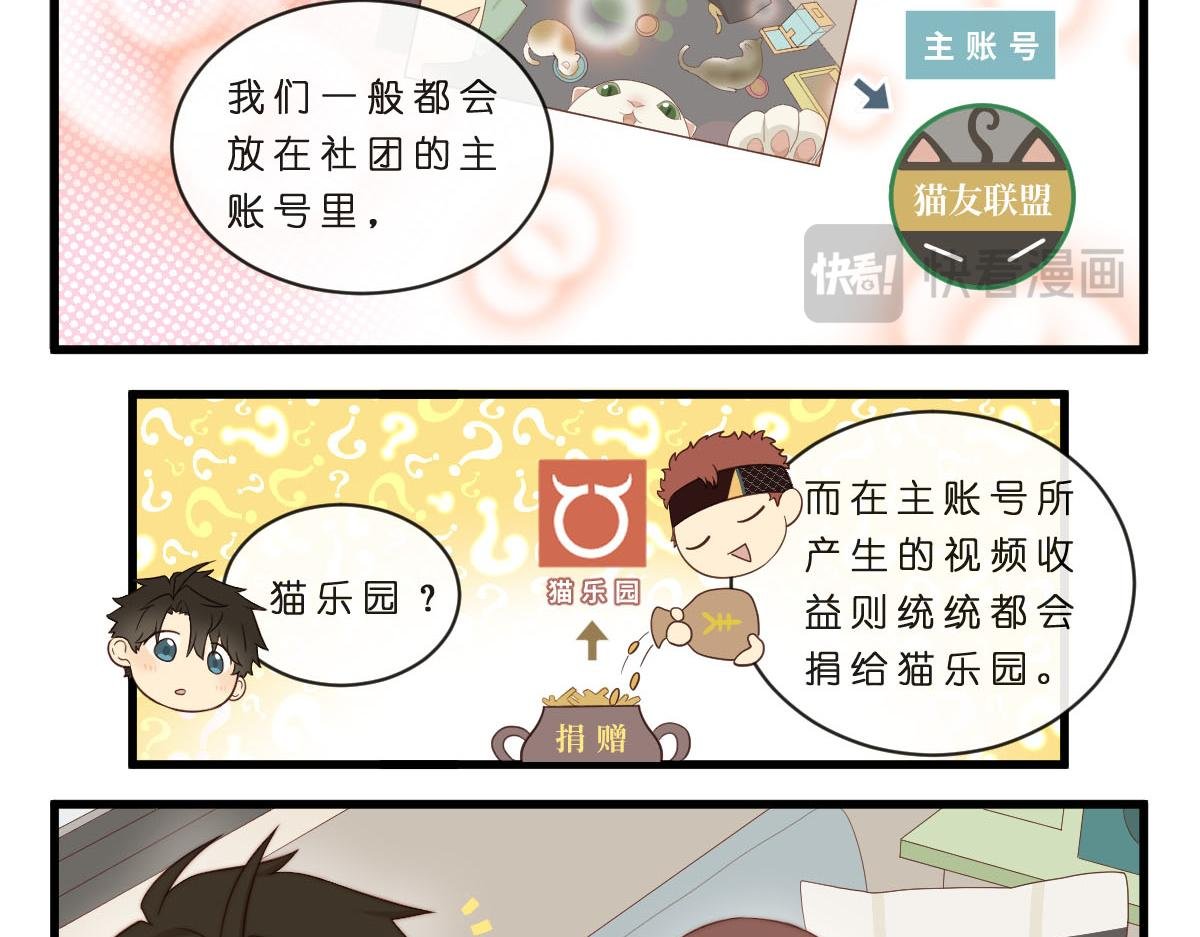 35.猫明星