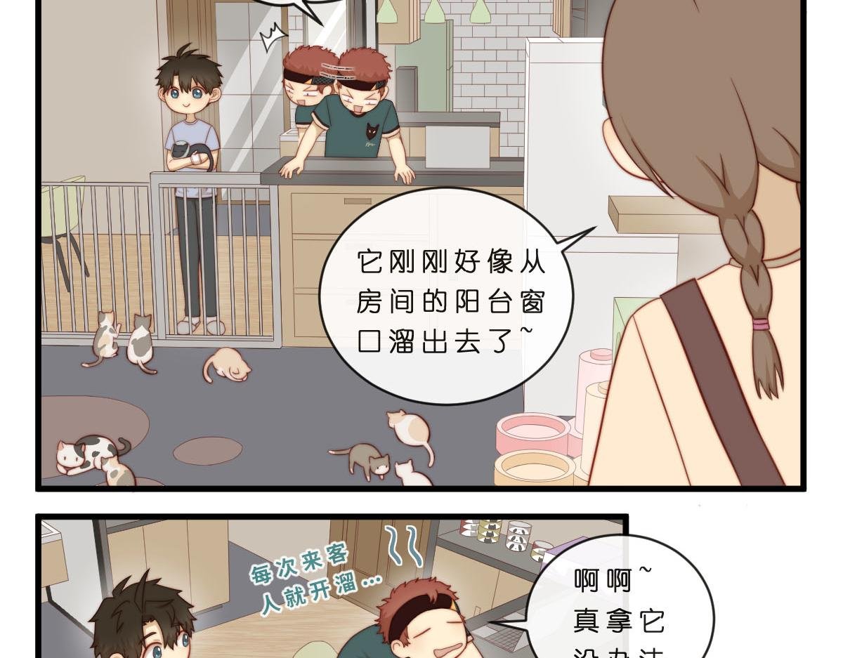 35.猫明星