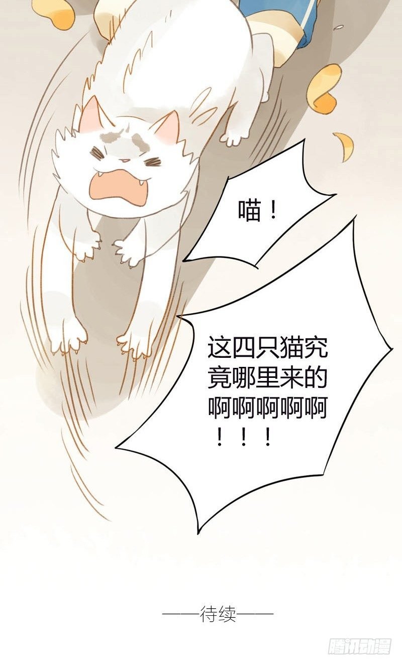 哪里来的猫（上）