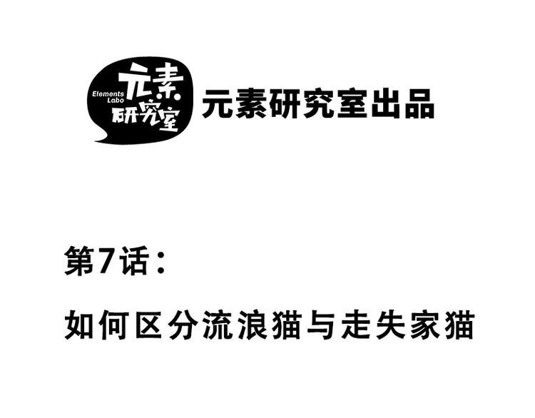 第七话如何区分流浪猫与走失家猫