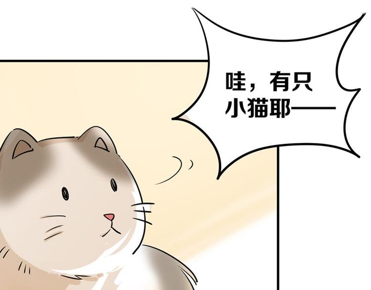 第七话如何区分流浪猫与走失家猫