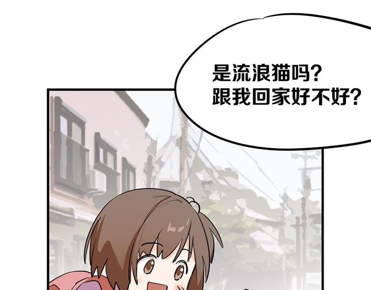 第七话如何区分流浪猫与走失家猫