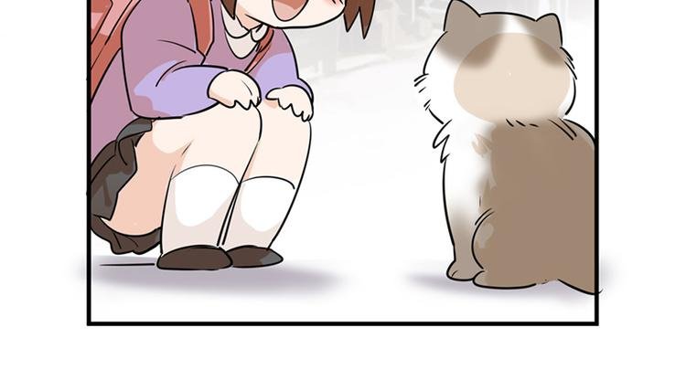 第七话如何区分流浪猫与走失家猫