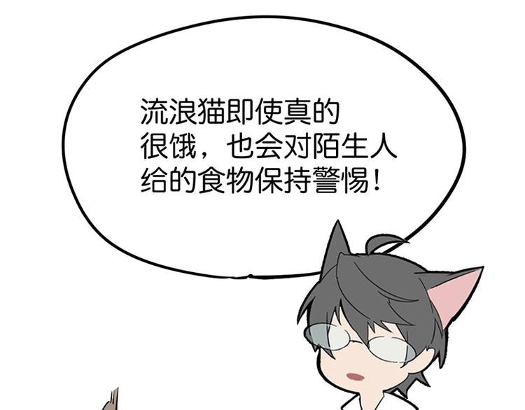第七话如何区分流浪猫与走失家猫