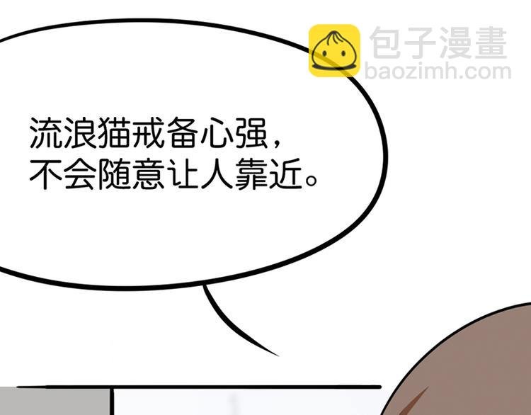 第七话如何区分流浪猫与走失家猫