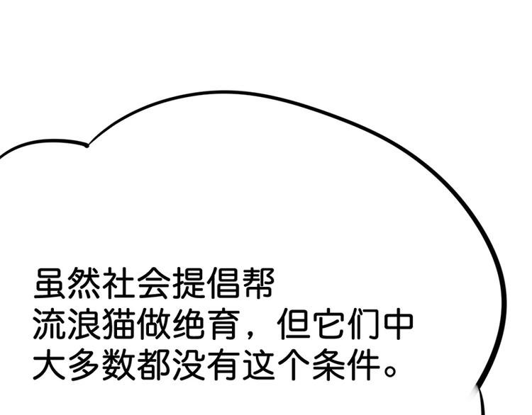 第七话如何区分流浪猫与走失家猫