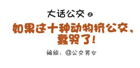 257-十种动物挤公交