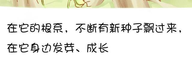 一棵树 （中）
