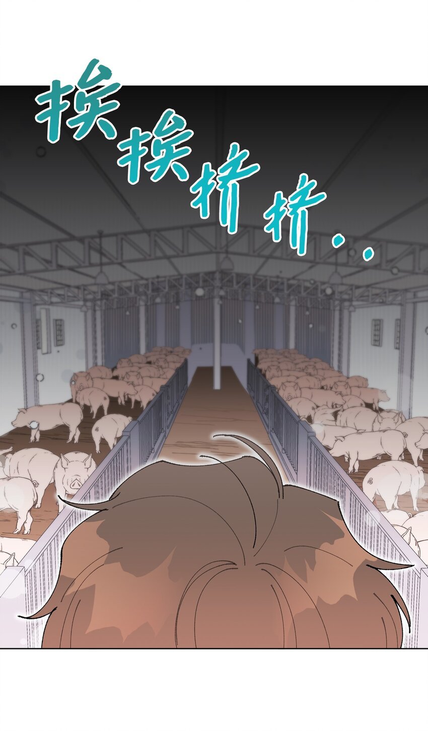 05 怎么给猪打疫苗啊？