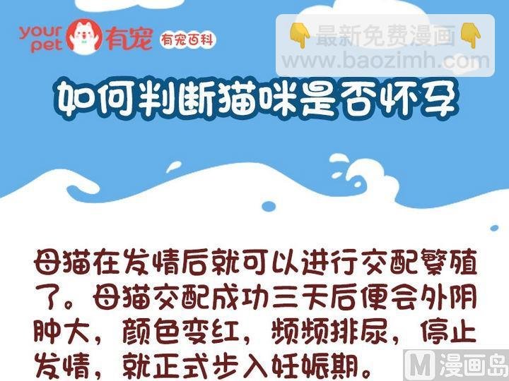 70如何判断猫咪是否怀孕