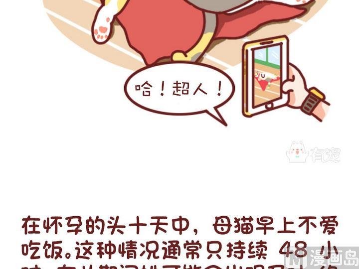 70如何判断猫咪是否怀孕