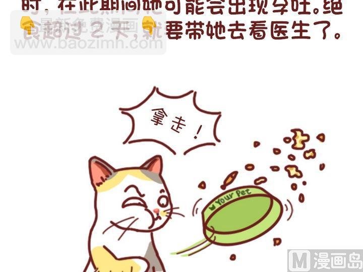 70如何判断猫咪是否怀孕