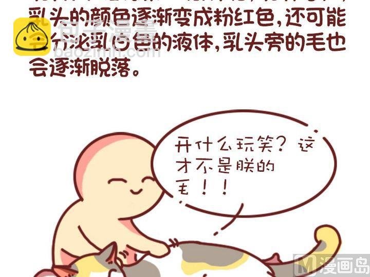 70如何判断猫咪是否怀孕