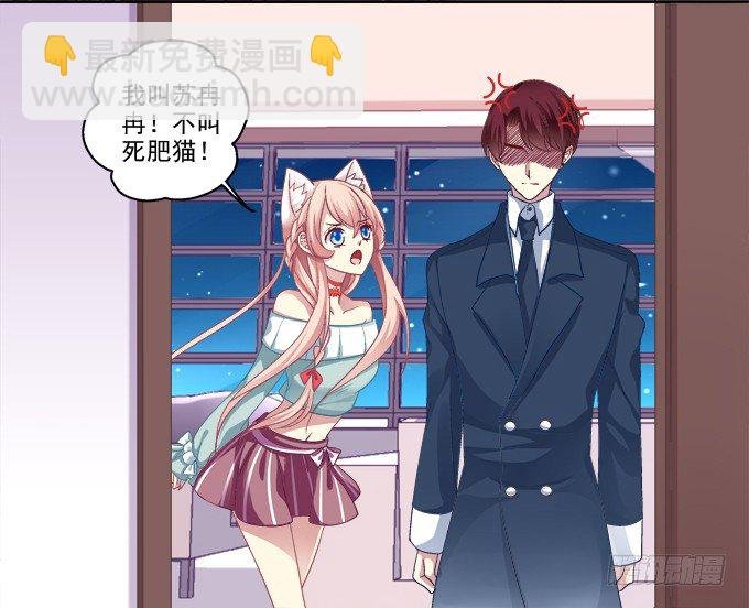 猫咪爱吃鱼