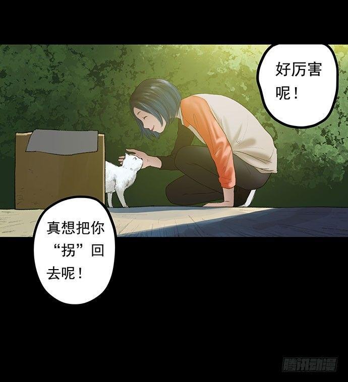 猫-1