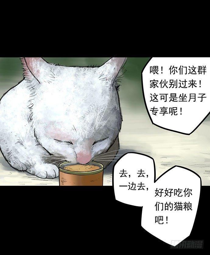 猫-1