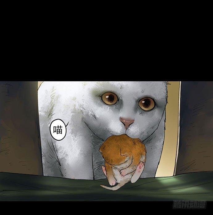 猫-1