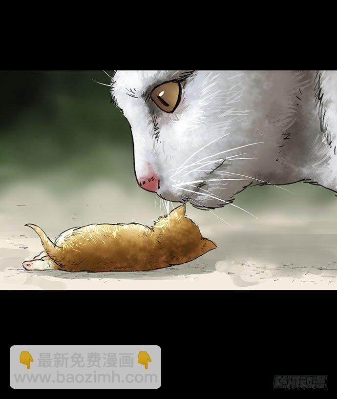 猫-2