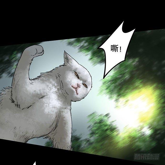 猫-2