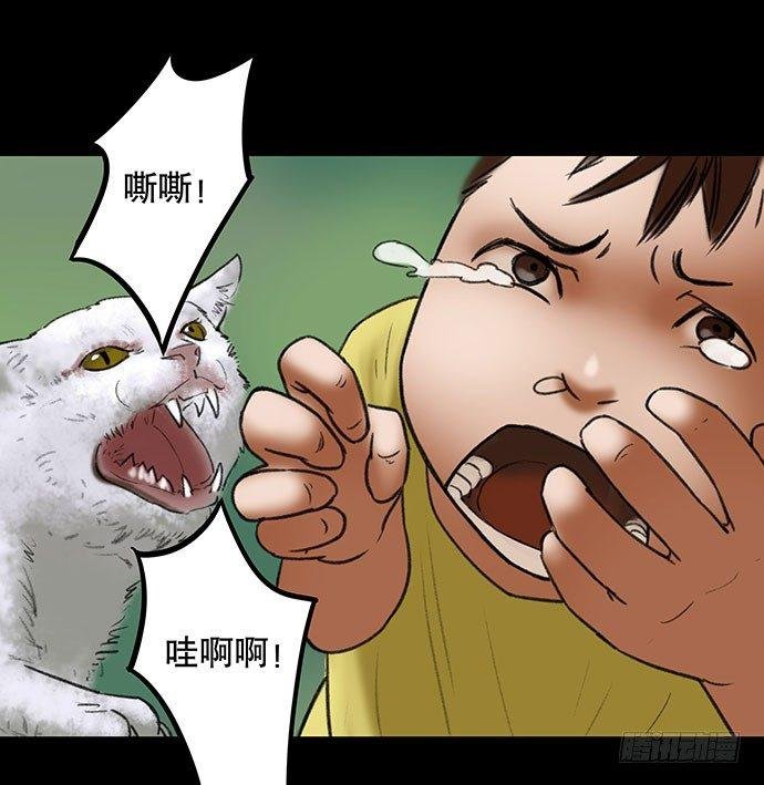 猫-2
