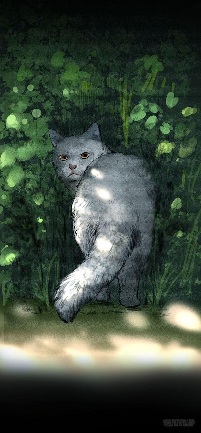 猫-3
