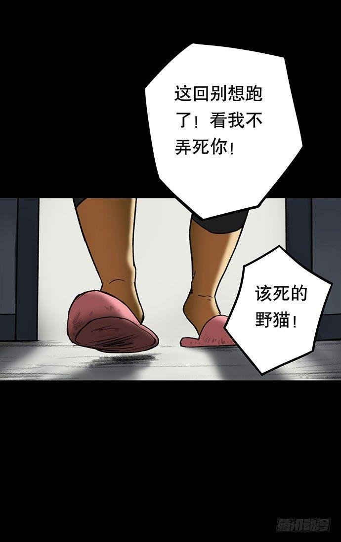 猫-3