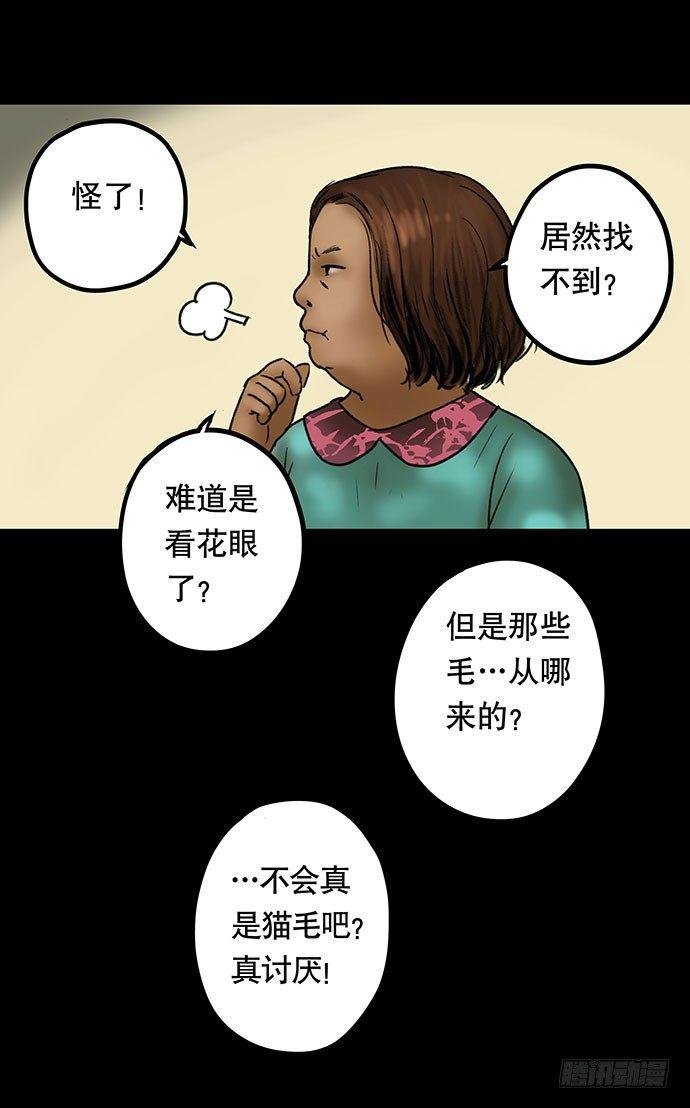 猫-3