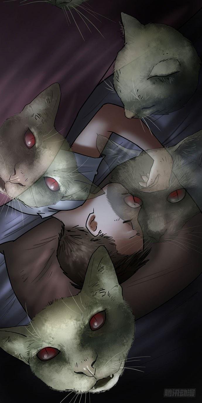 猫-4