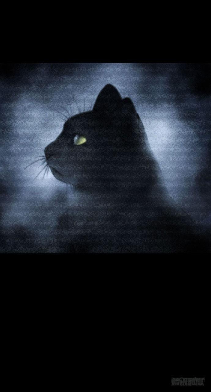 猫-5