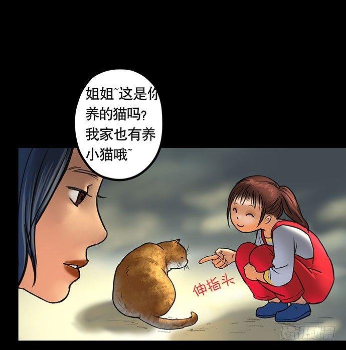猫-5