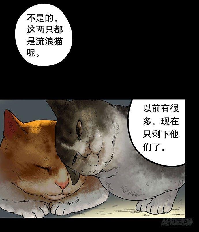猫-5