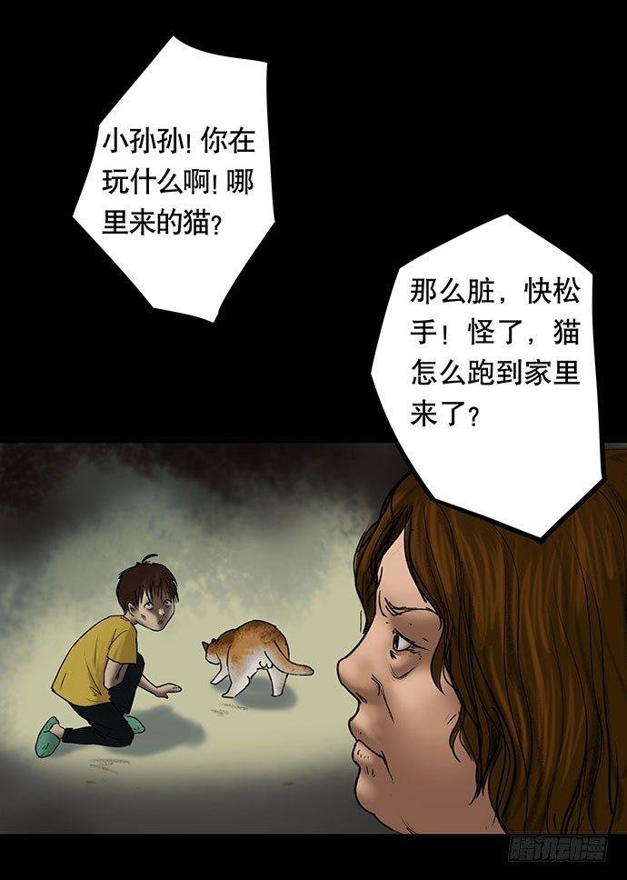 猫-5