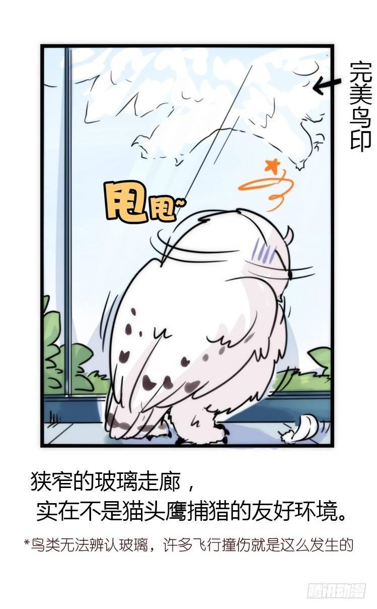 飞吧小少爷：减肥记