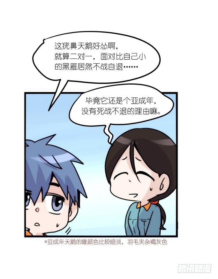 动协在行动18：拯救单身鸟