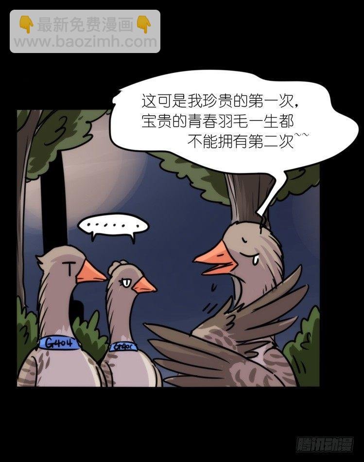 使命篇04：三鸟行必有我师焉