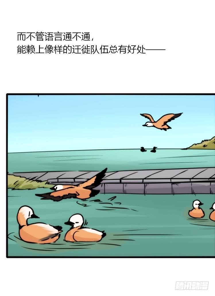 使命篇04：三鸟行必有我师焉