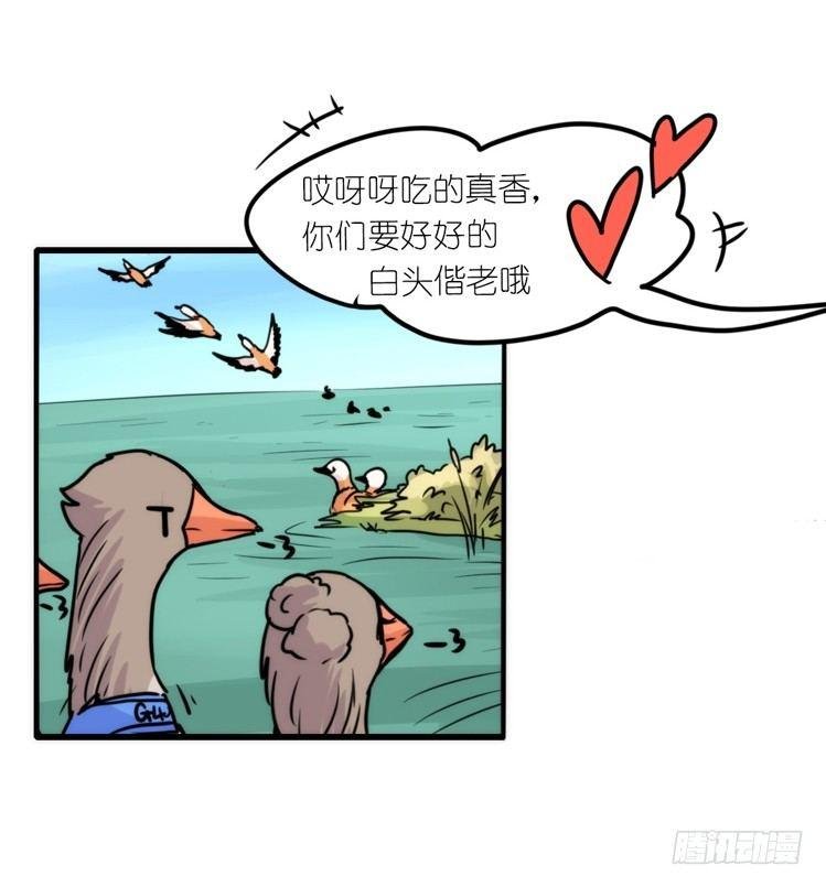 使命篇04：三鸟行必有我师焉