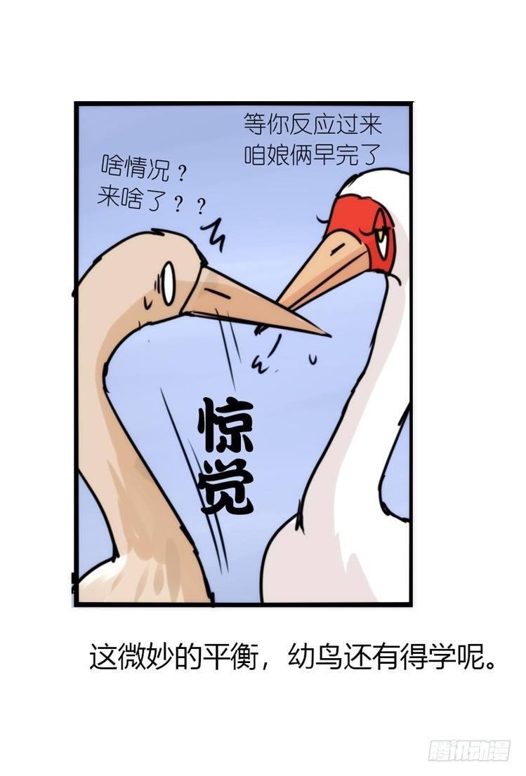 使命篇14：科学观鸟法
